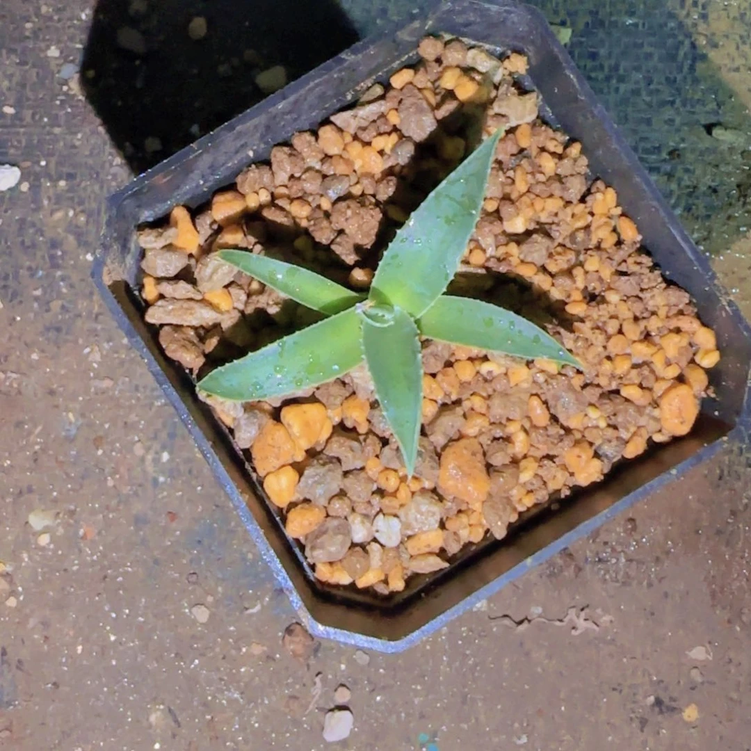 勇*块根植物块根植物