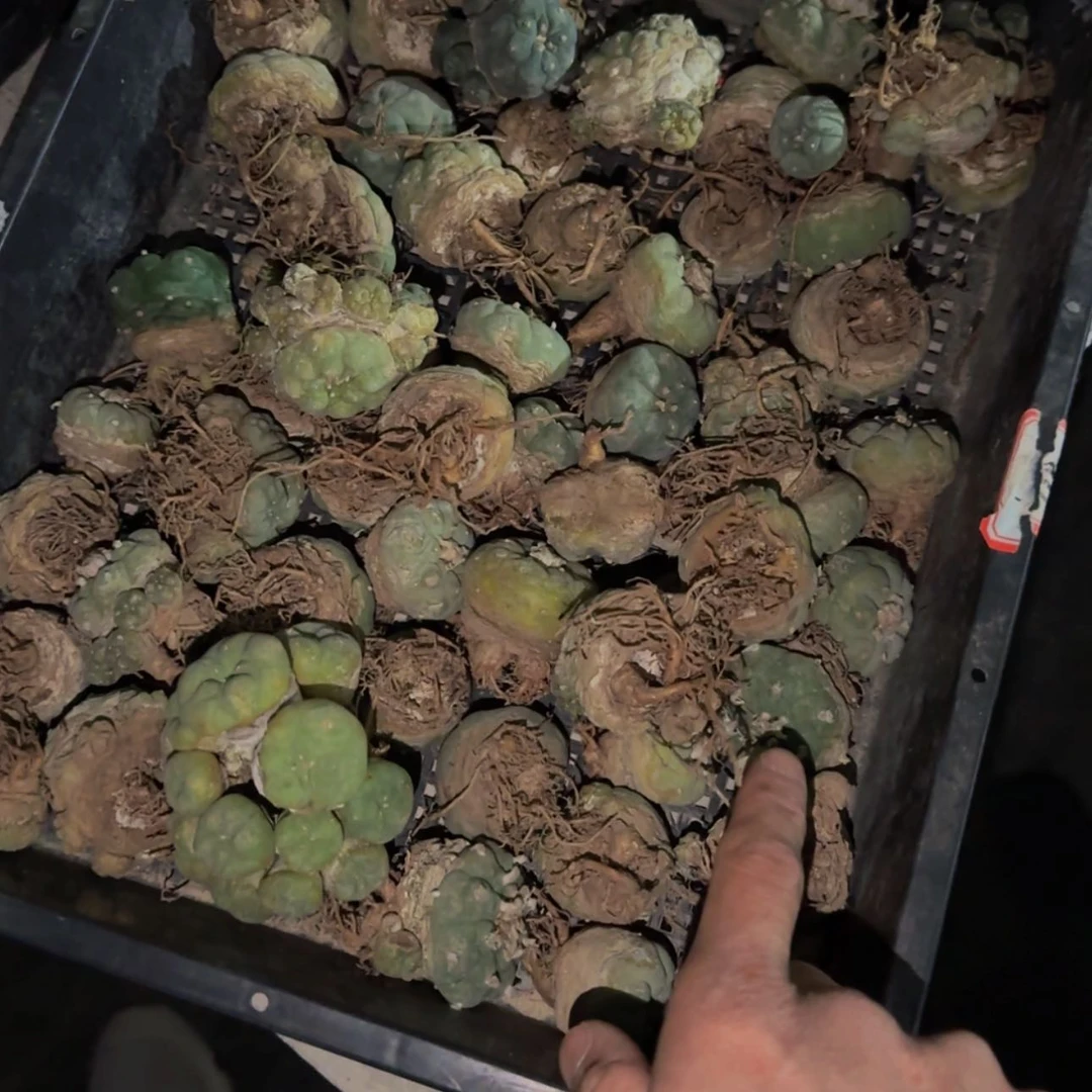 【闪购商品】布纹球5899