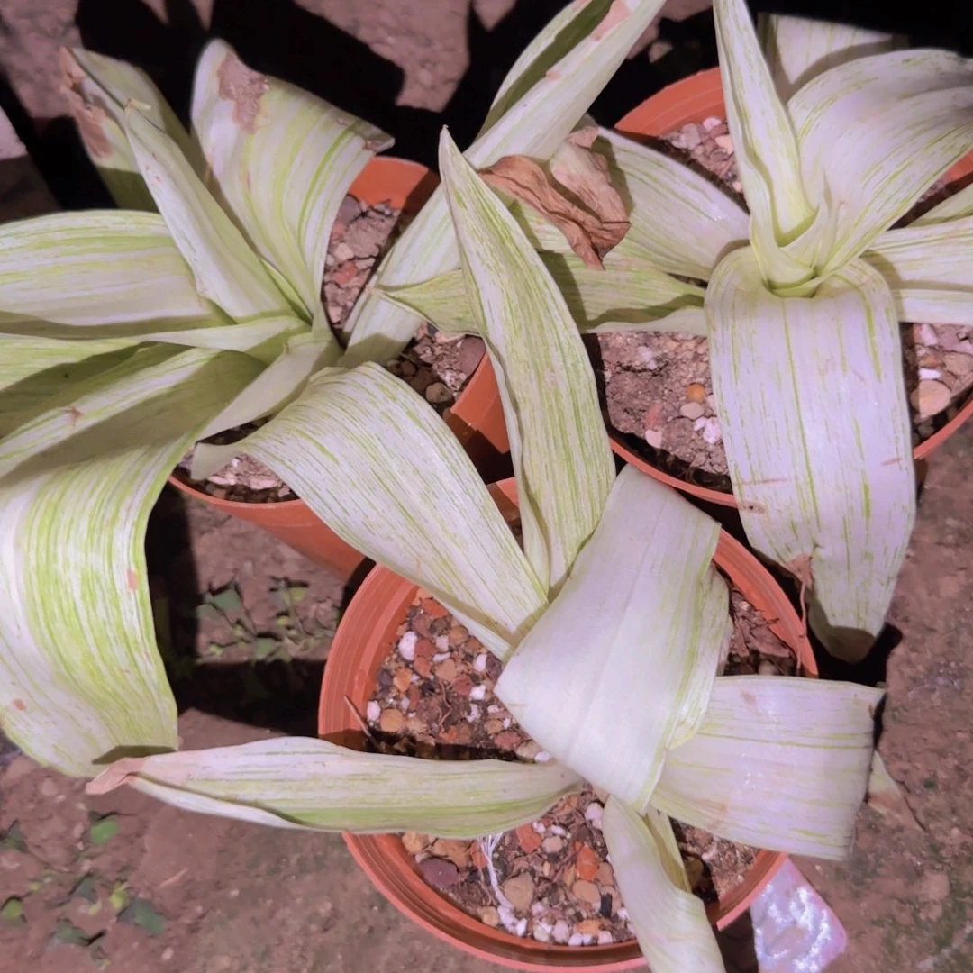块根植物块根植物