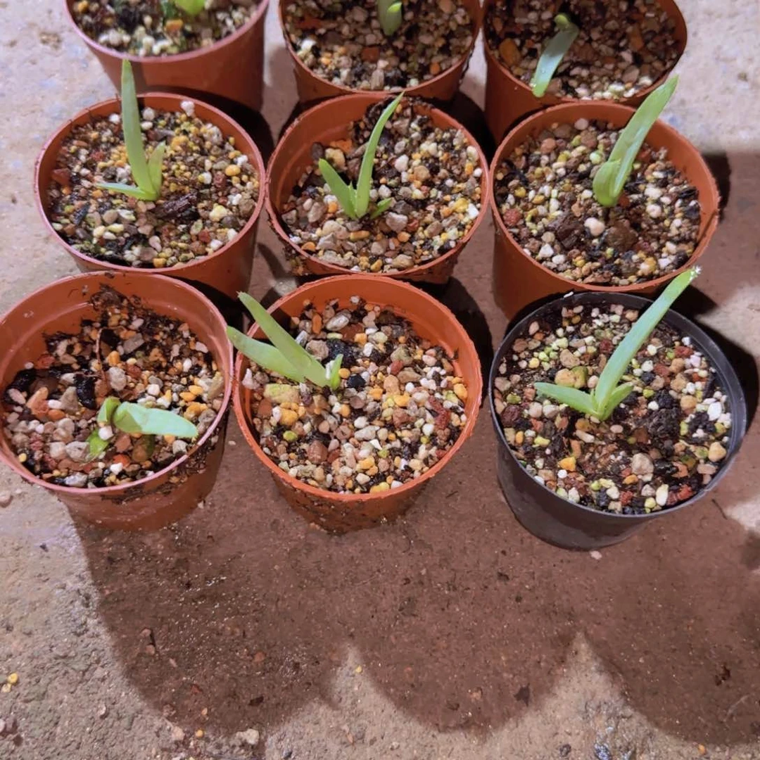 块根植物块根植物