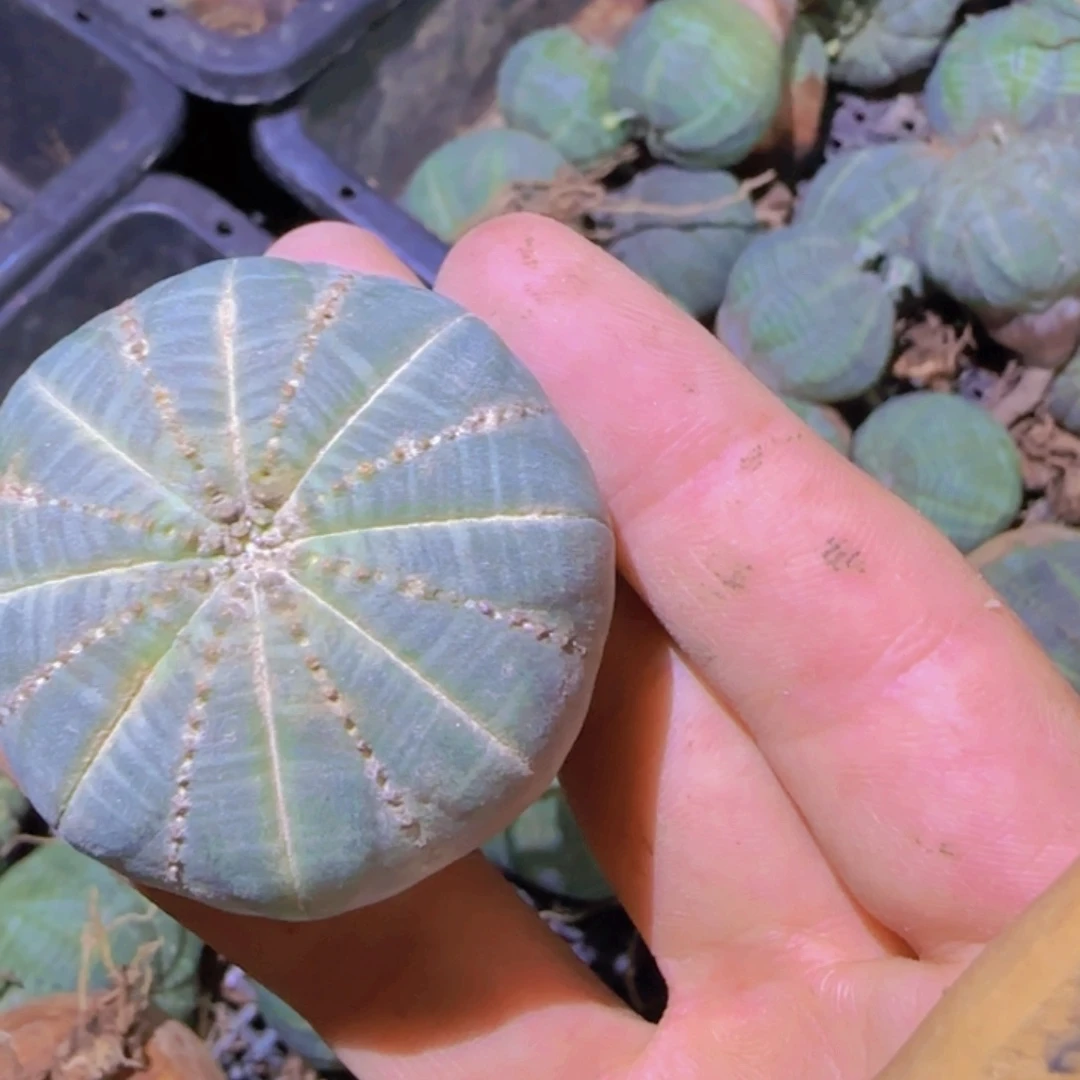 块根植物块根植物