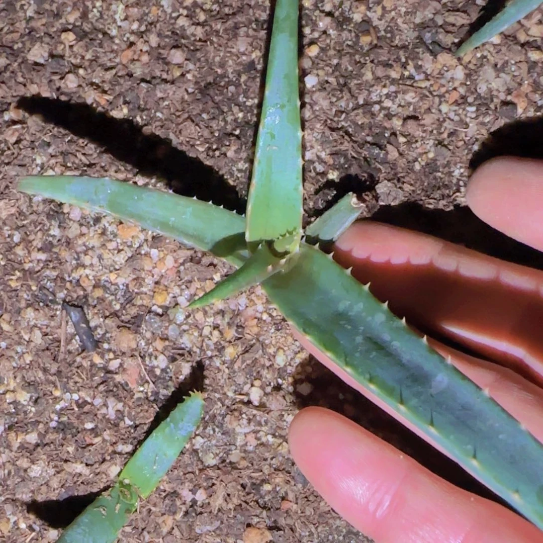 块根植物块根植物