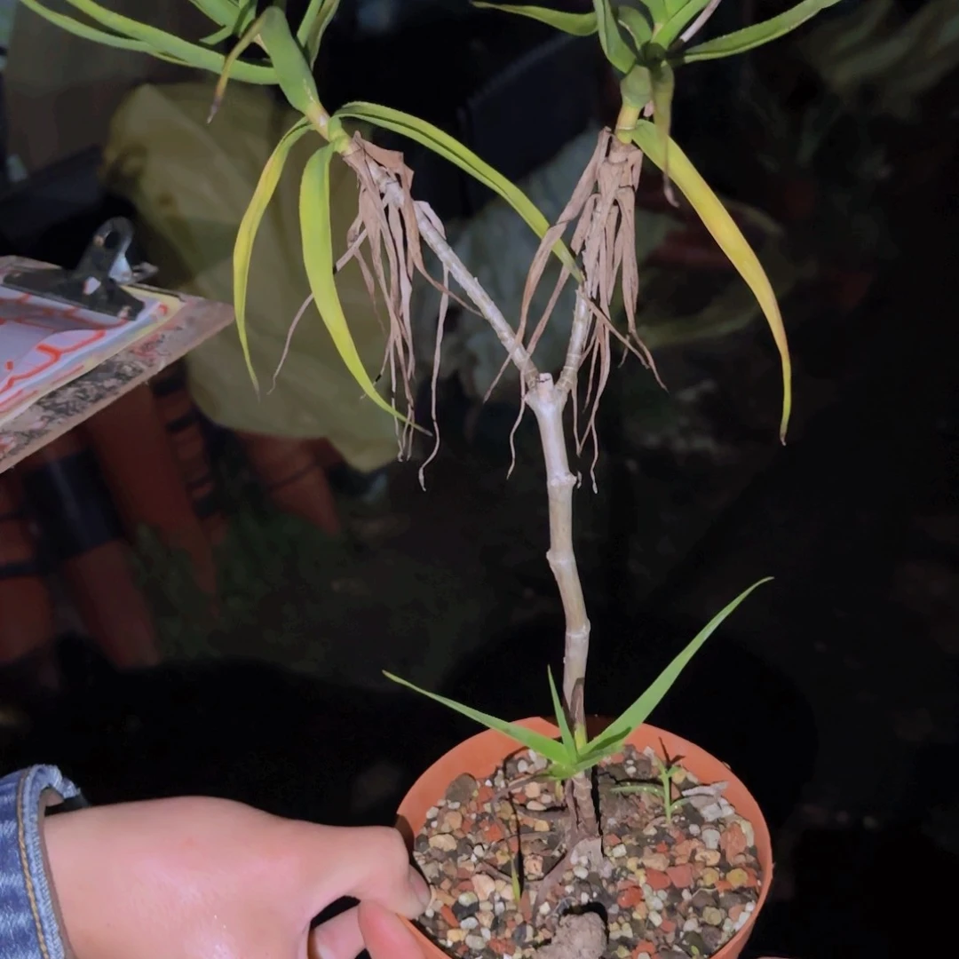 ?***虽块根植物块根植物块根