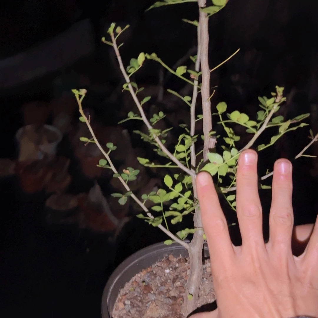 俪*块根植物块根植物