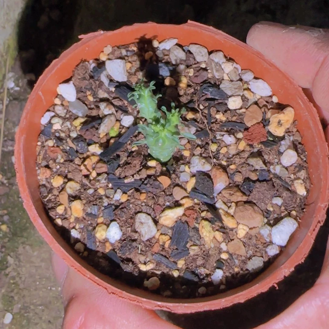 幽*块根植物块根植物块根植物