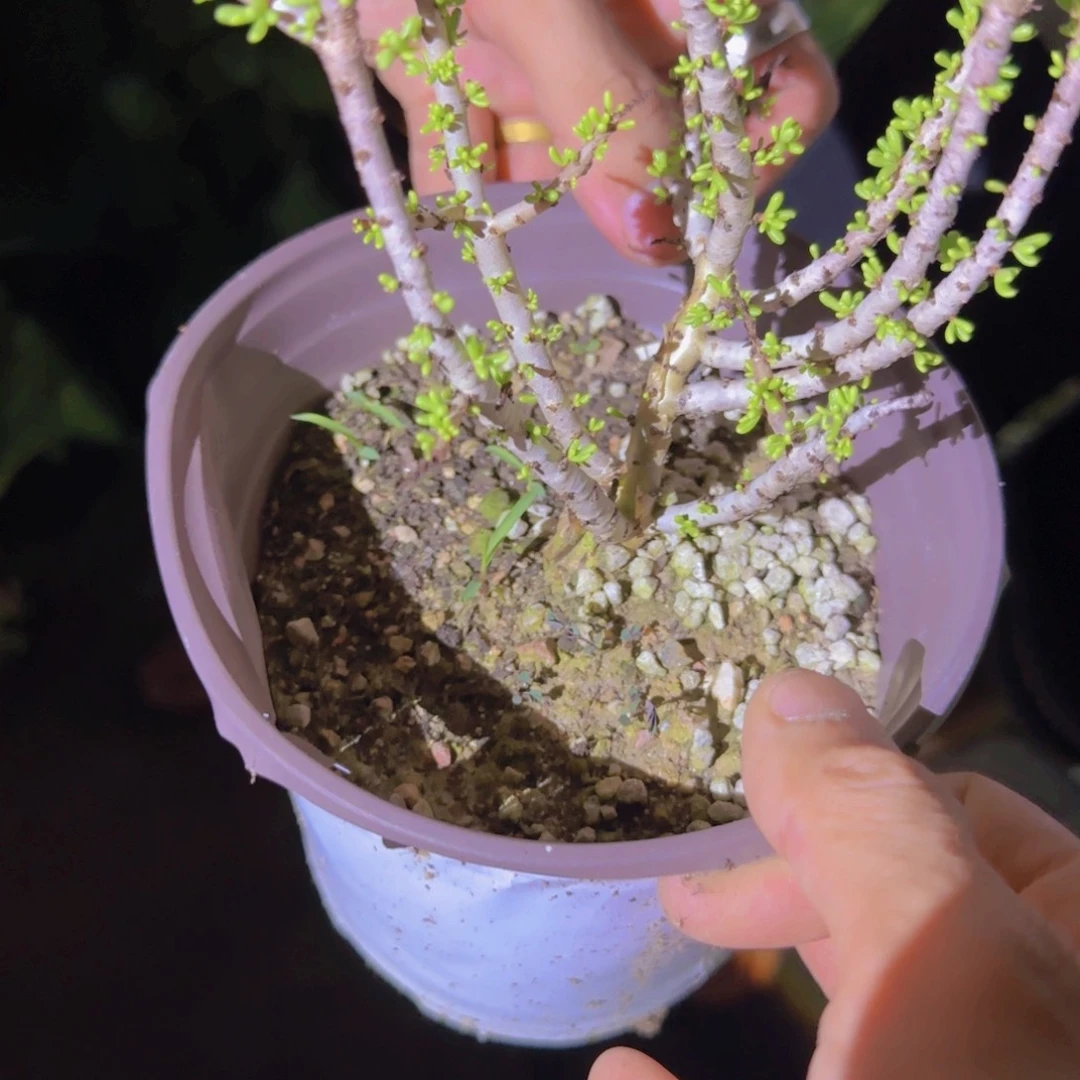 宣***森块根植物块根自主