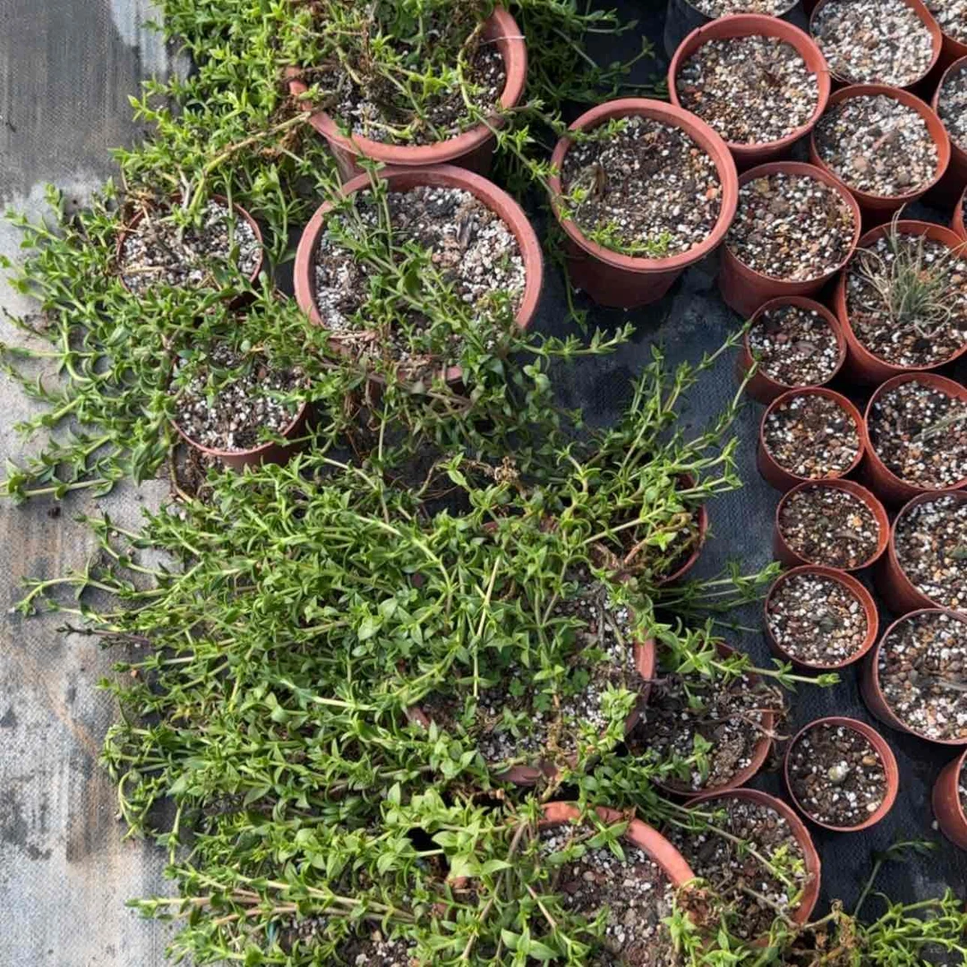【闪购商品】多肉植物）56665