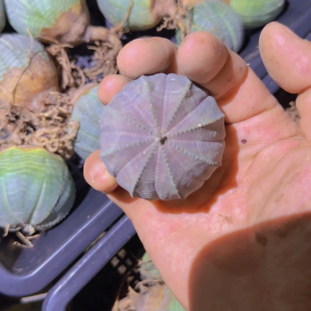 块根植物块根植物