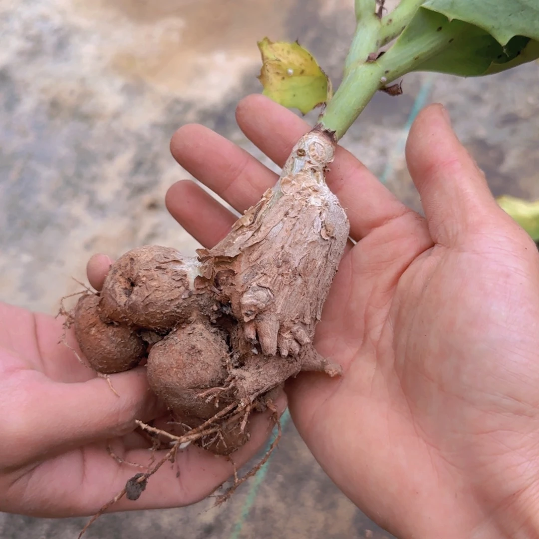 蔡*蔡块根植物块根植物