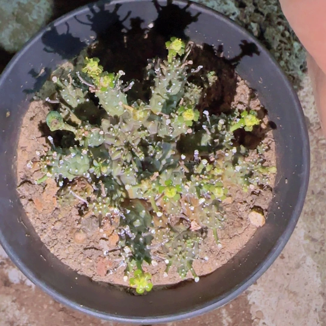 用****3块根植物块根植物