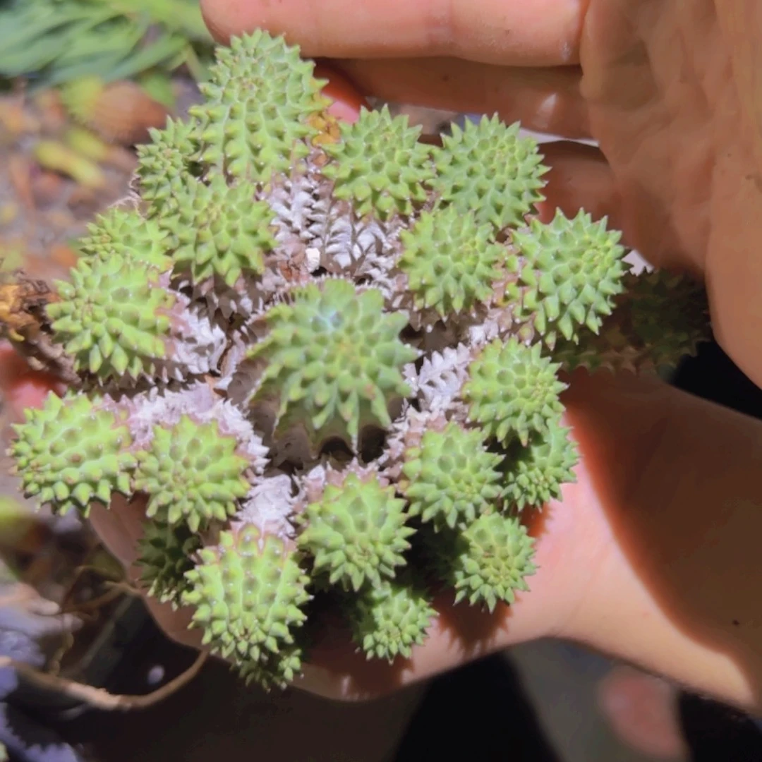 块根植物块根植物