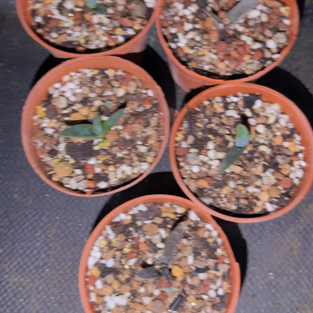 块根植物块根植物