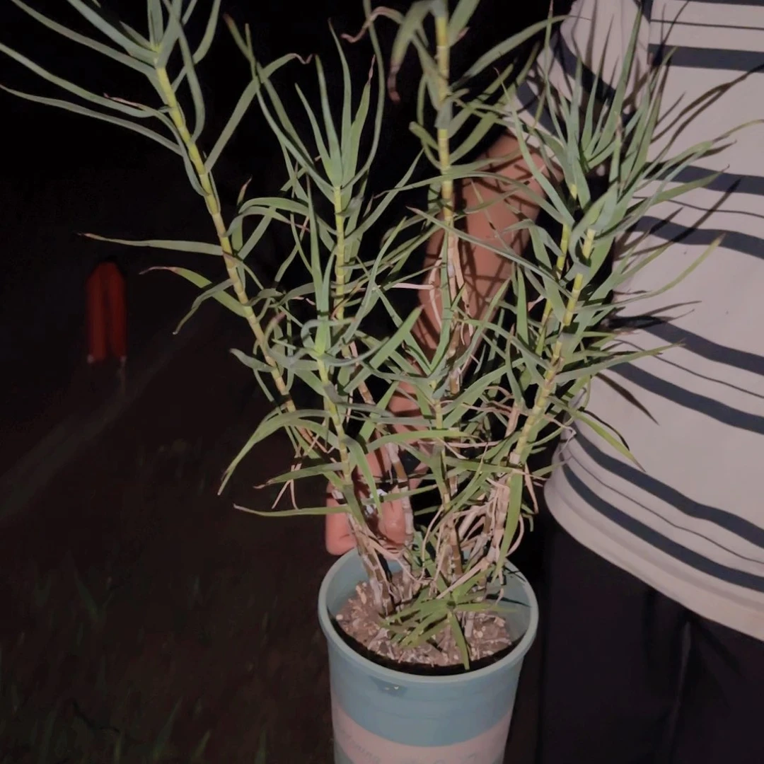 u块根植物块根植物