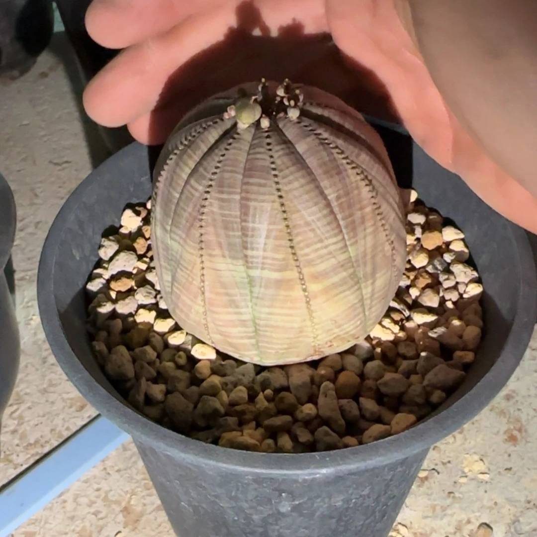 【闪购商品】布纹球28699