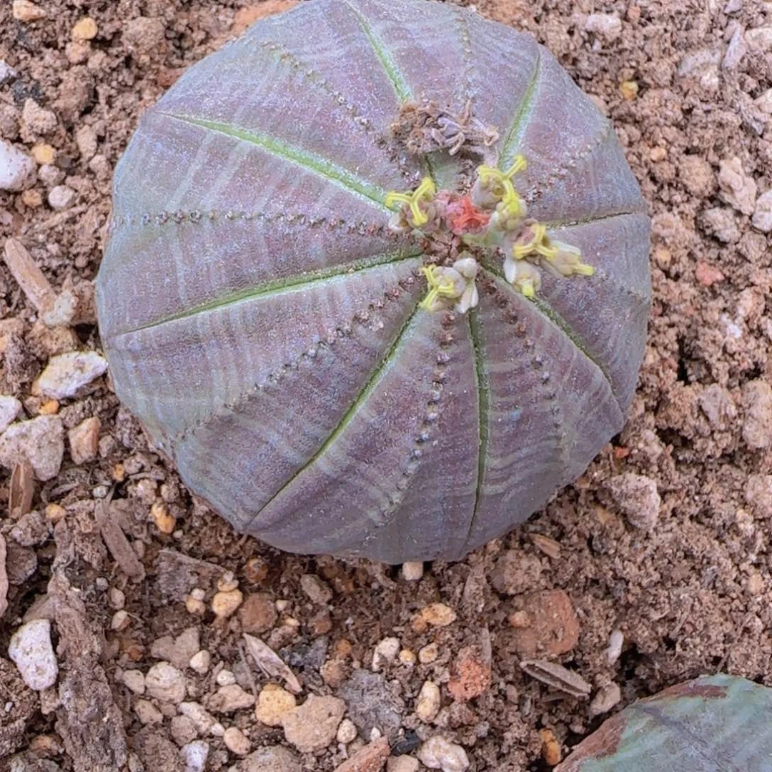 块根植物块根植物