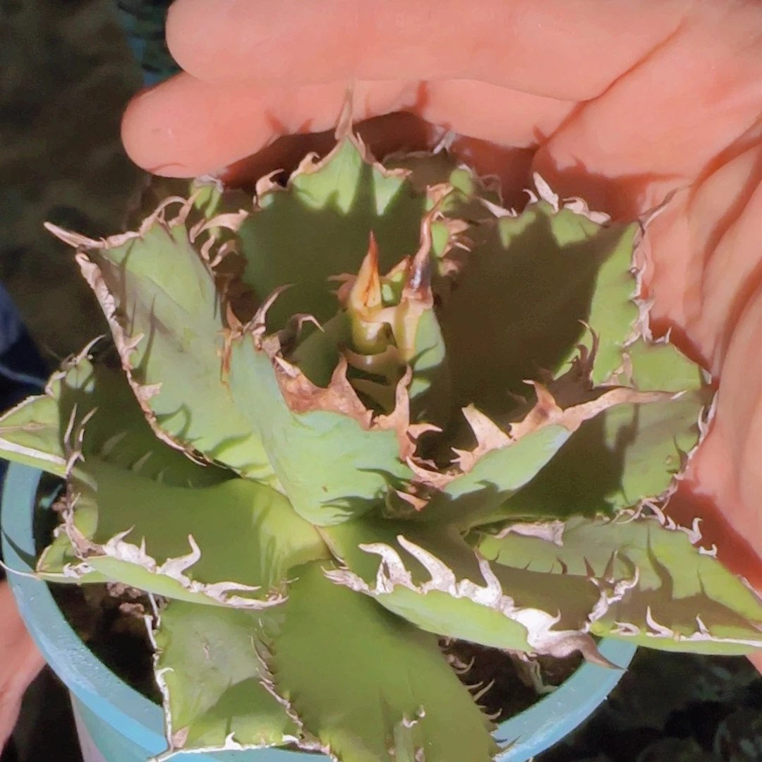 块根植物块根植物块根
