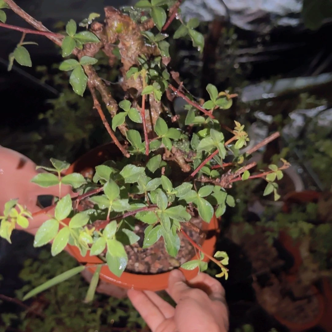 J***n块根植物块根植物
