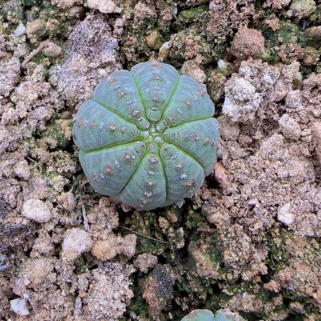 回**芦块根植物块根植物