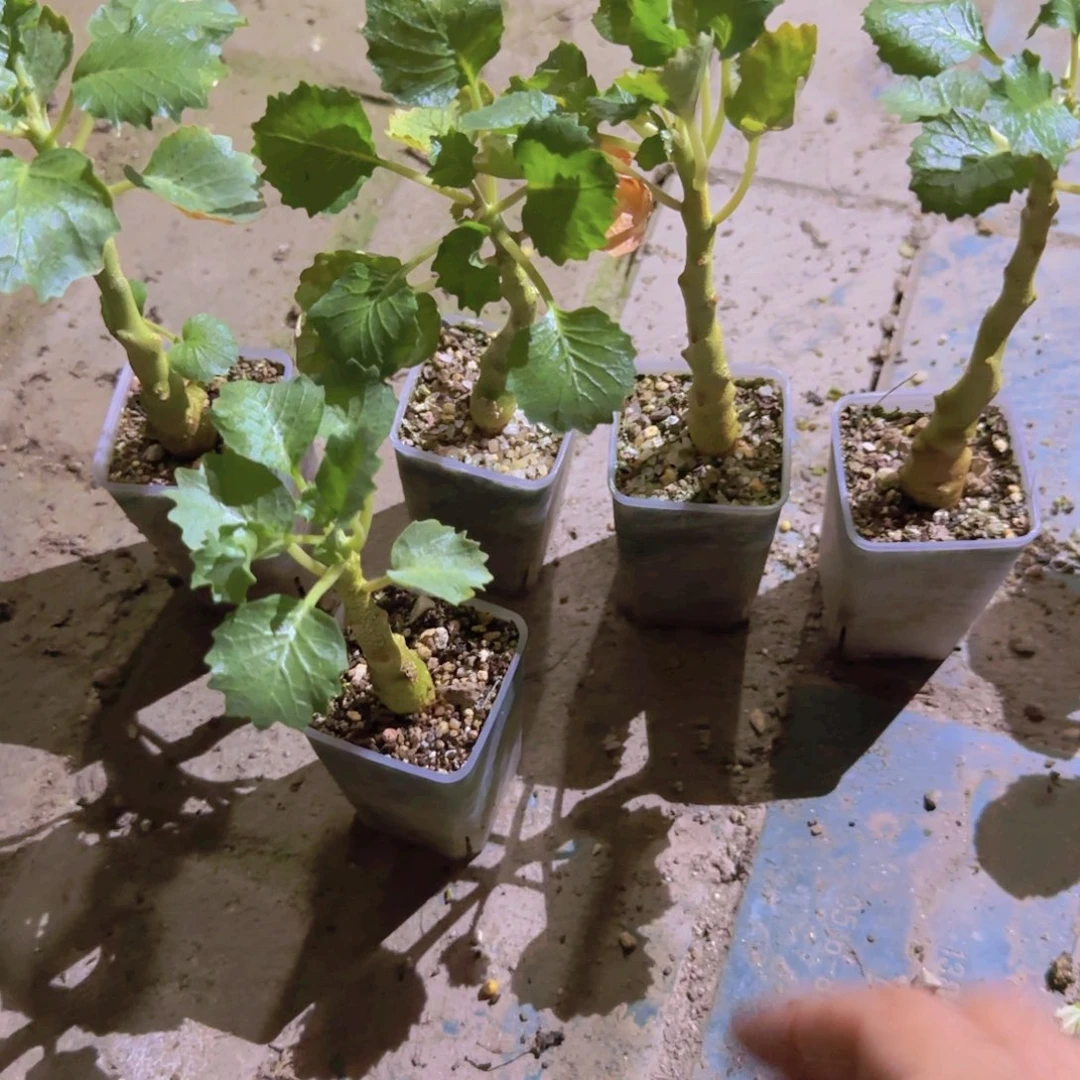 块根植物块根植物