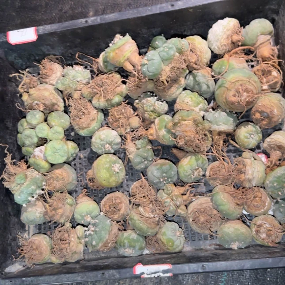 【闪购商品】布纹球5597899