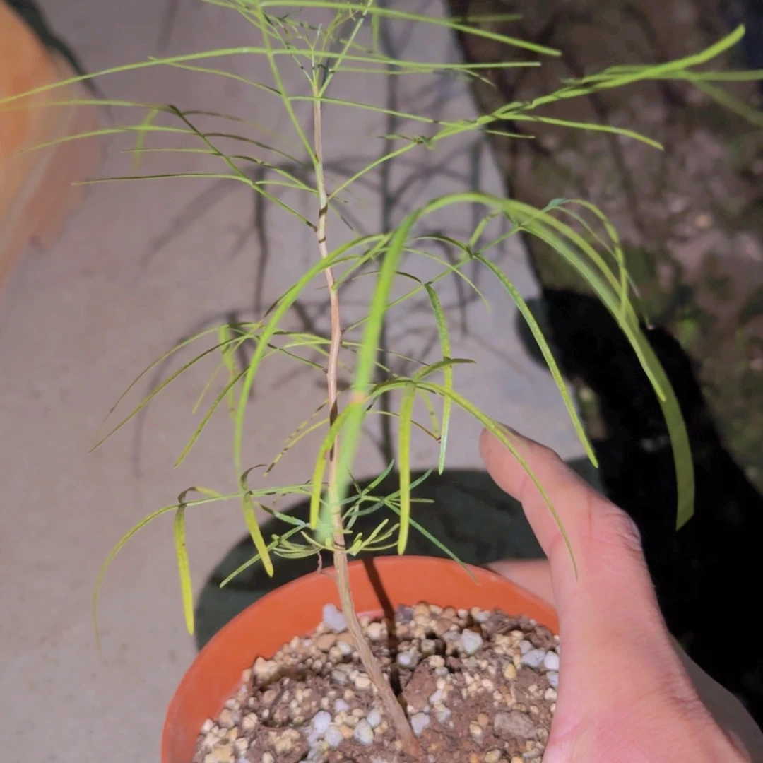 盘*块根植物块根植物