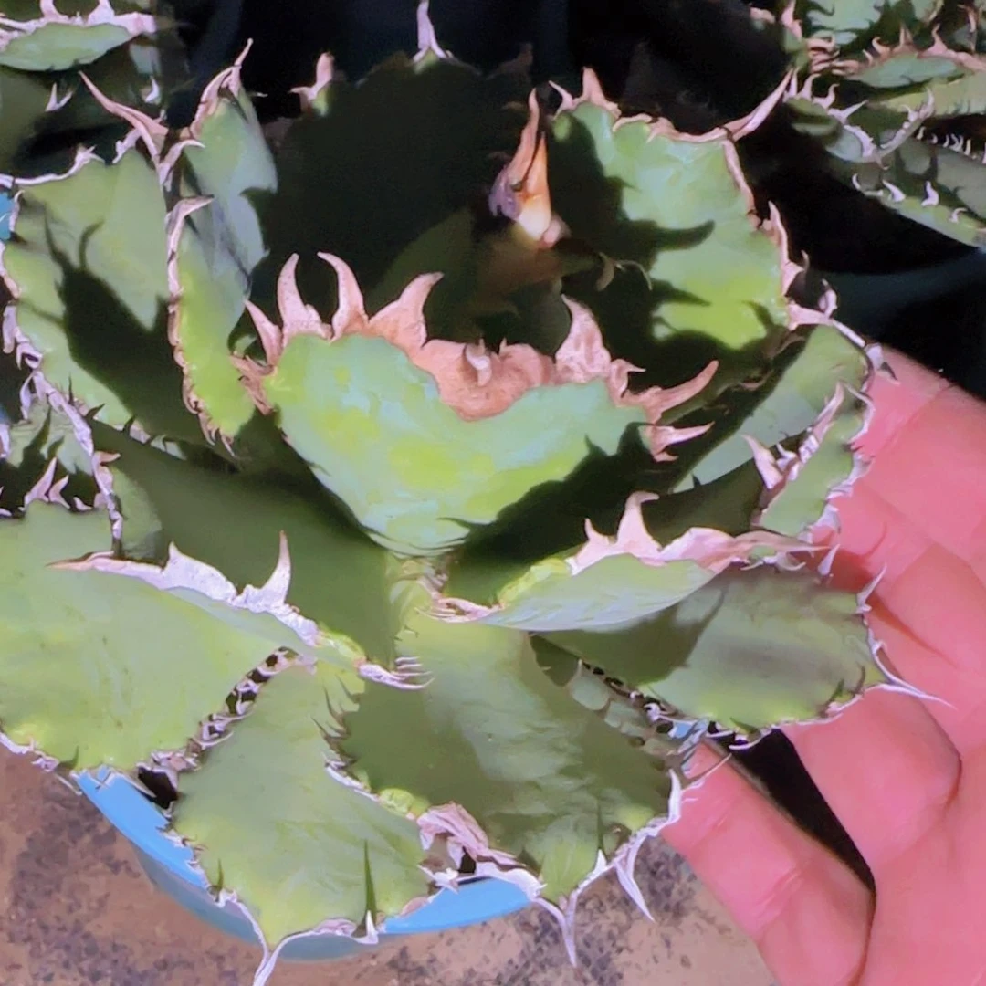 块根植物块根植物块根