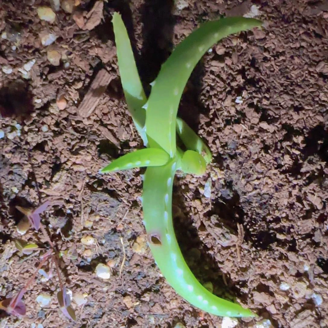 块根植物块根植物