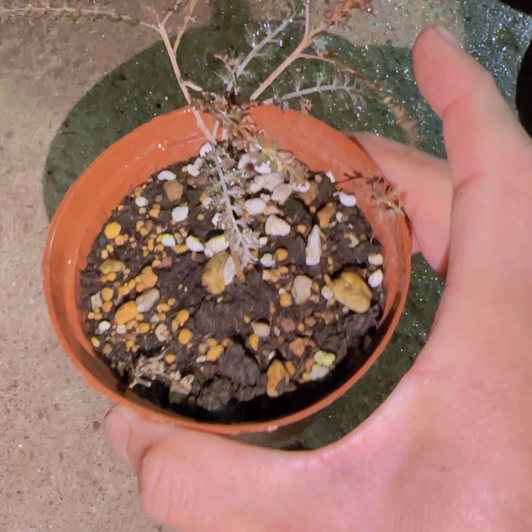 ༥****༥块根植物块根植物