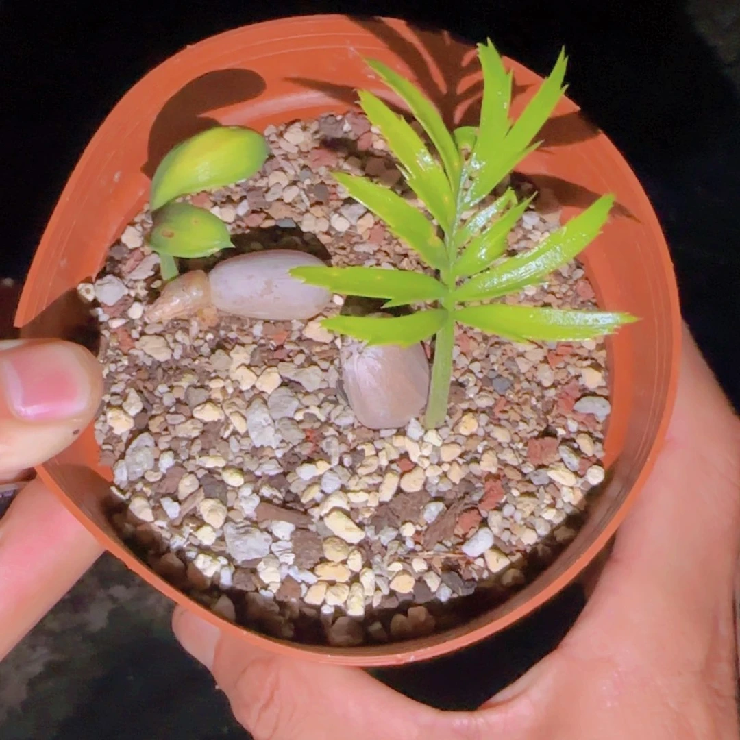 回**芦块根植物块根植物