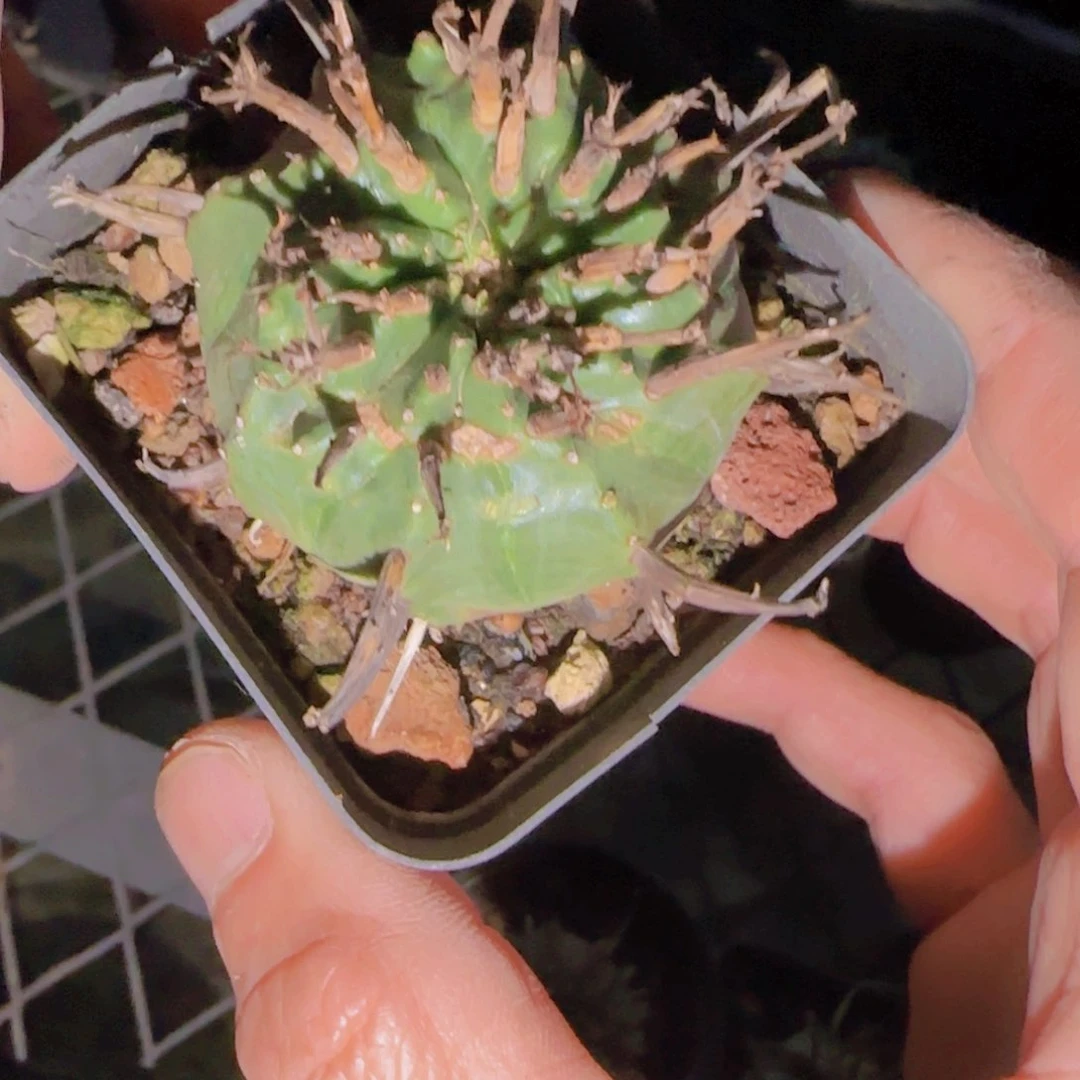 ?**兔块根植物块根植物