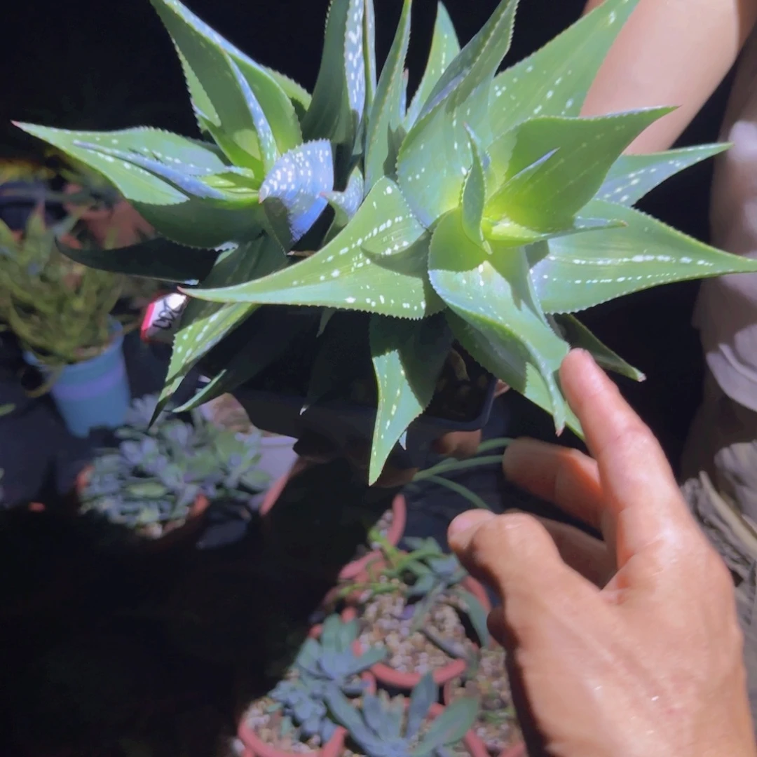 宣***森块根植物块根植物