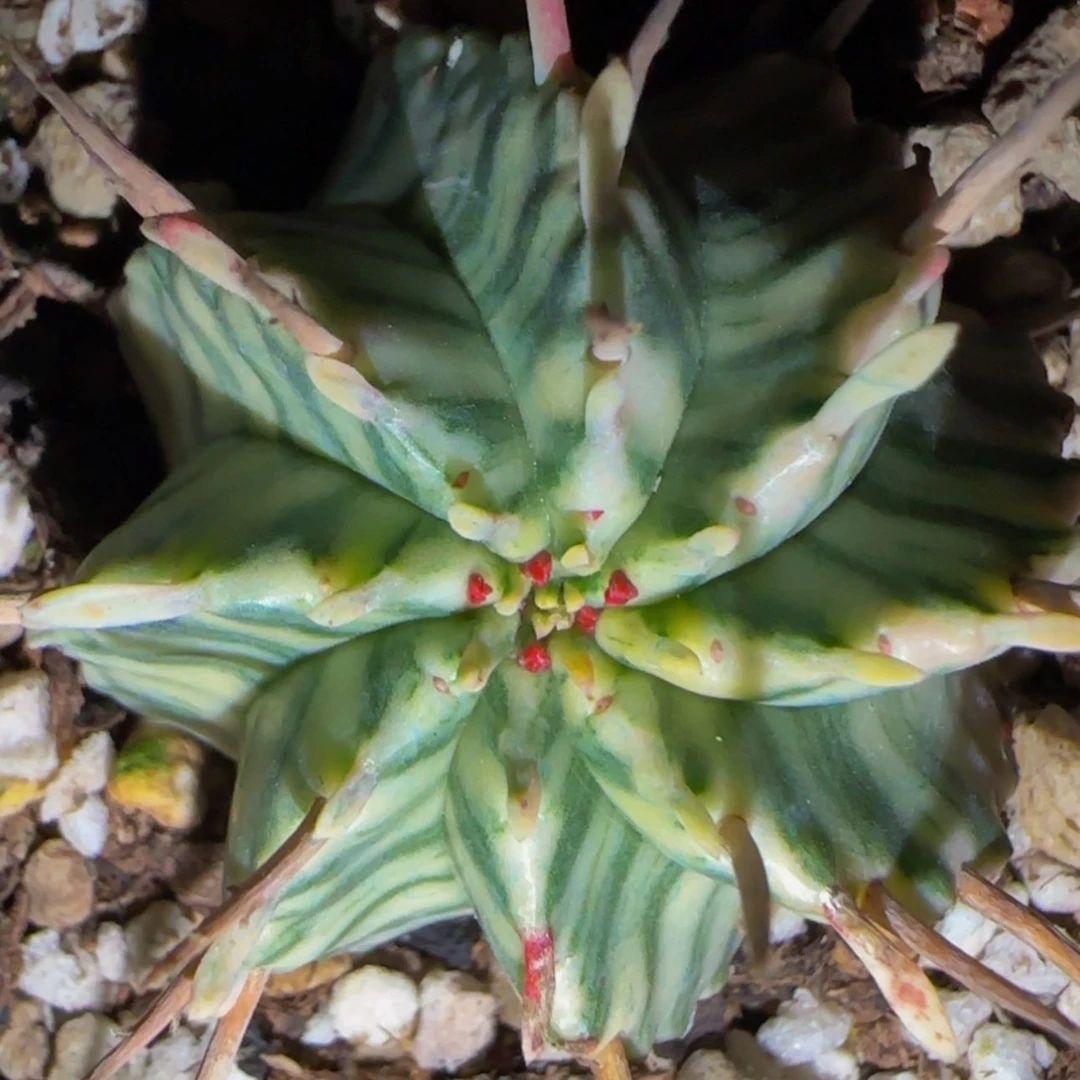 【闪购商品】斑马2222