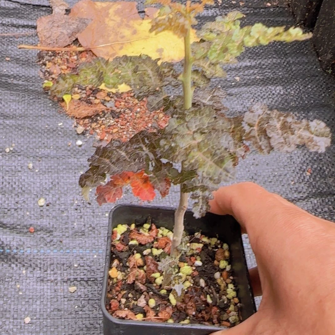 块根植物块根植物