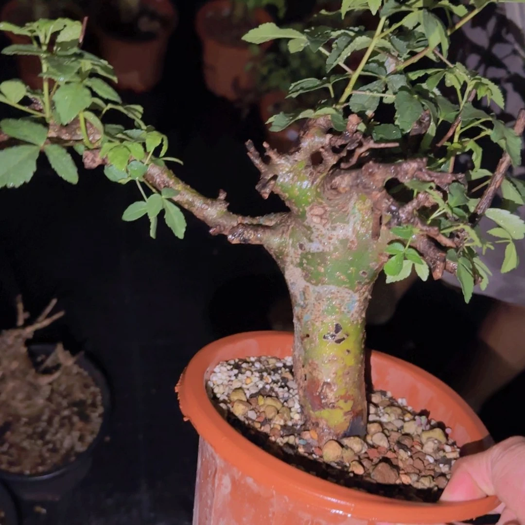 回**芦块根植物块根植物块根