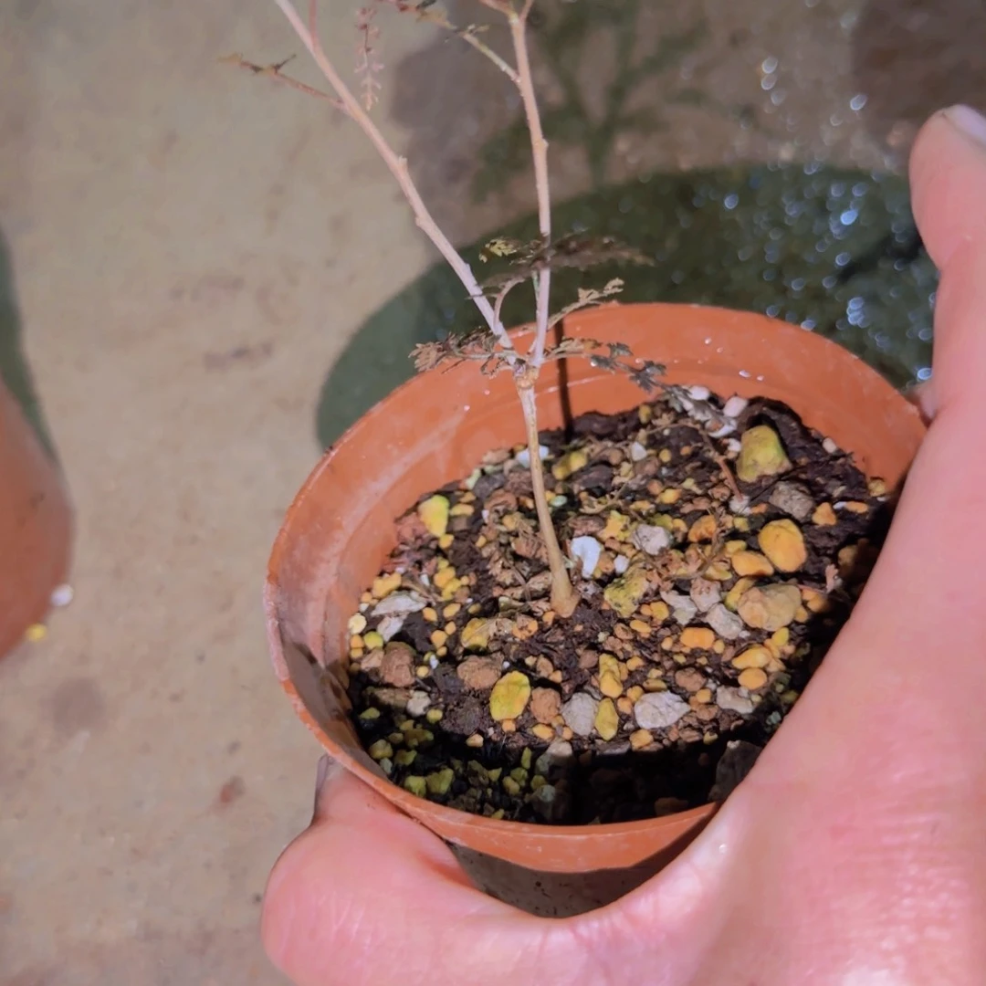 块根植物块根植物