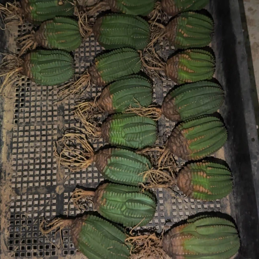 【闪购商品】布纹球5889