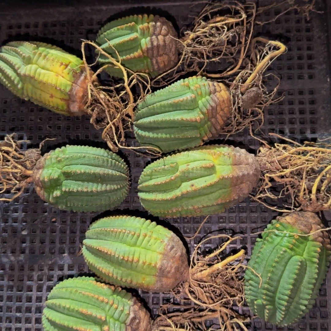 【闪购商品】布纹柱13569