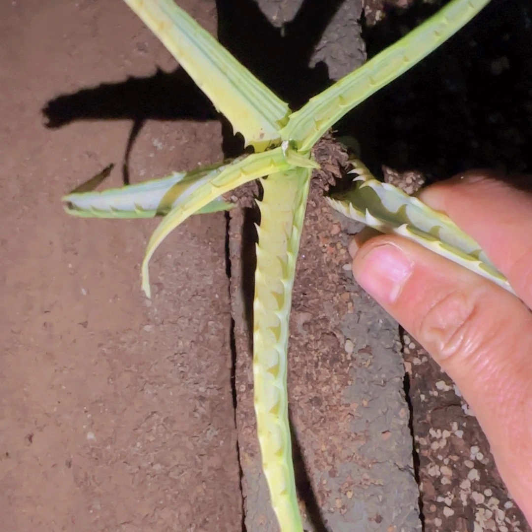 块根植物块根植物