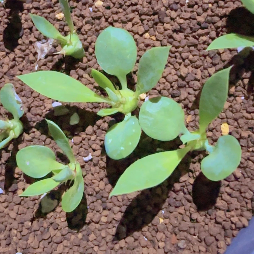 块根植物块根植物