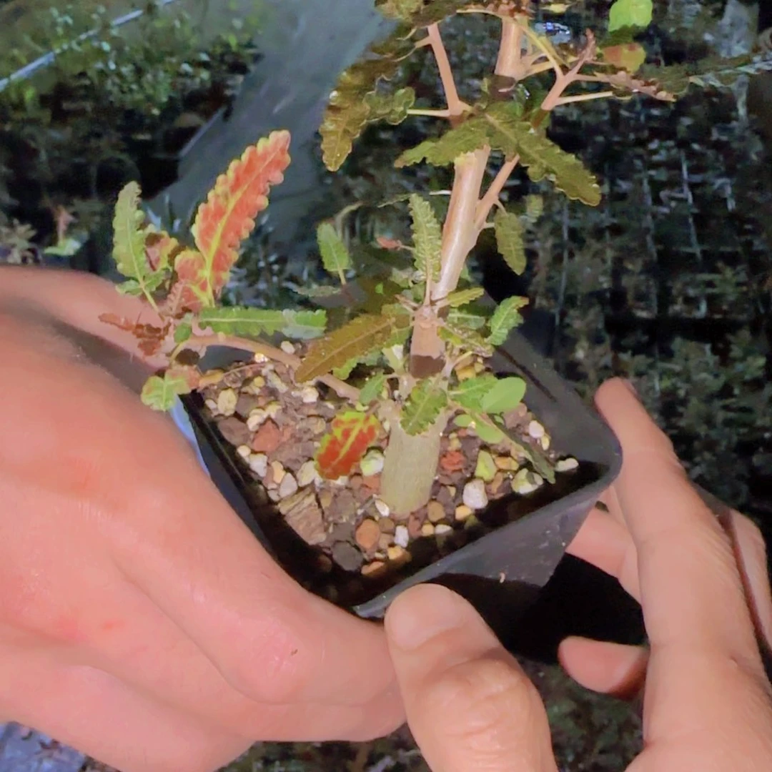 8*块根植物块根植物