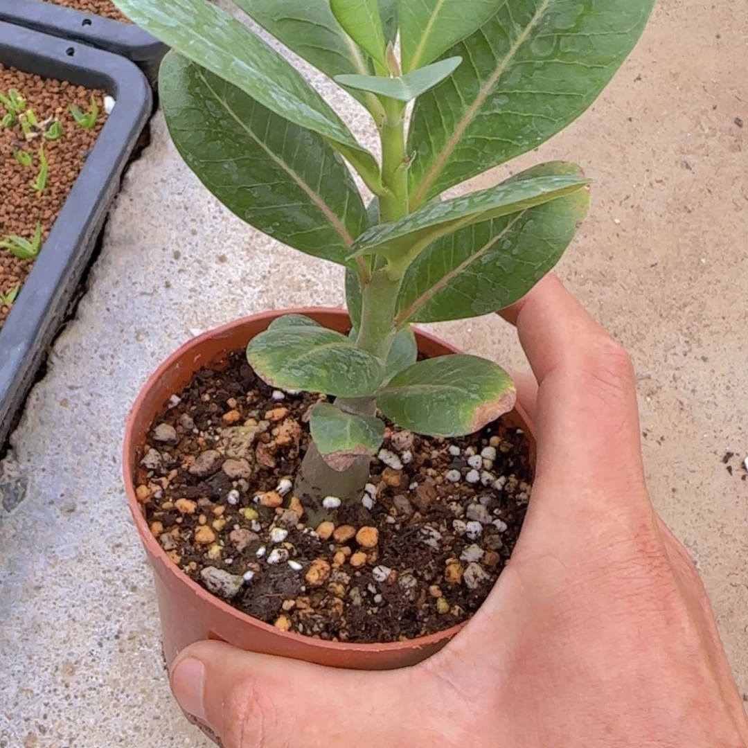 哈**玉块根植物块根植物