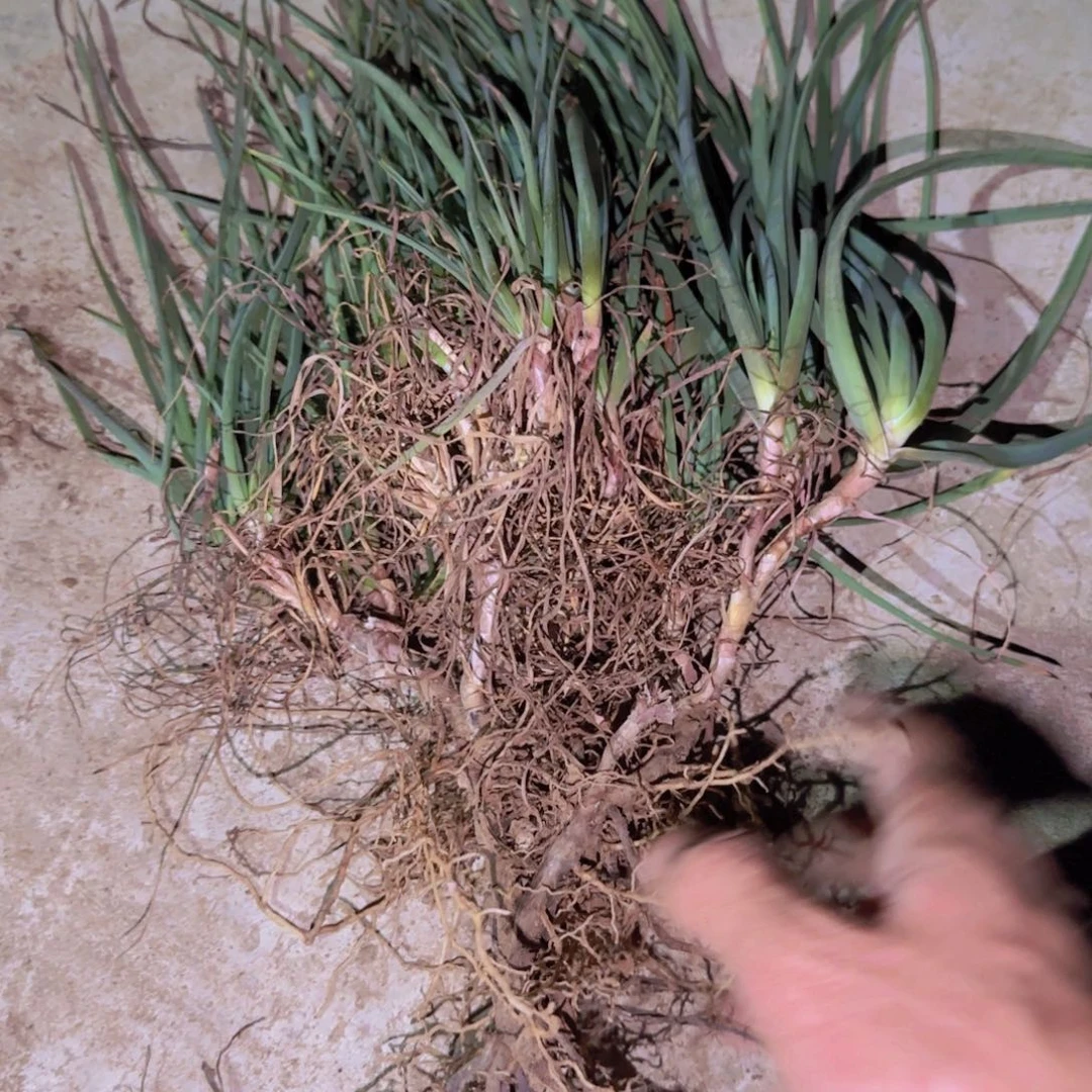 块根植物块根植物