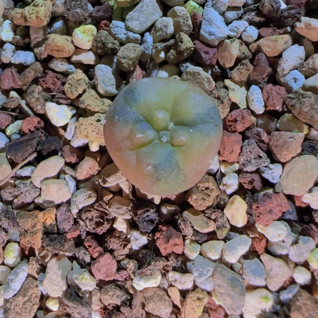 块根植物块根植物