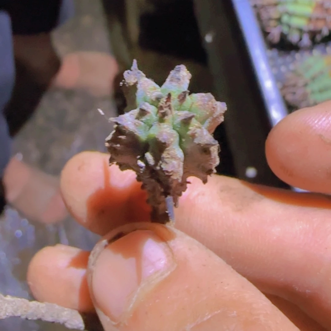 ?块根植物块根植物