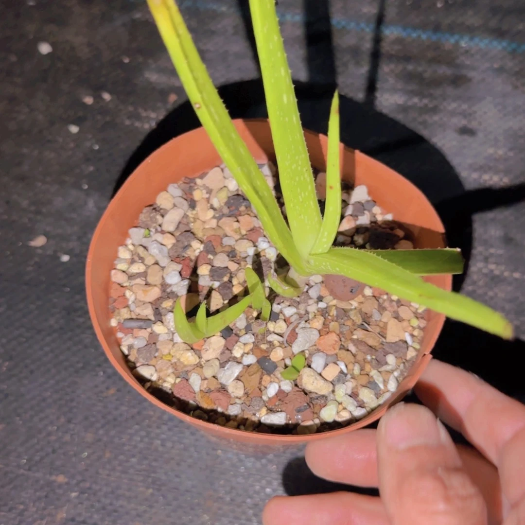 第****鸦块根植物块根植物块根植物