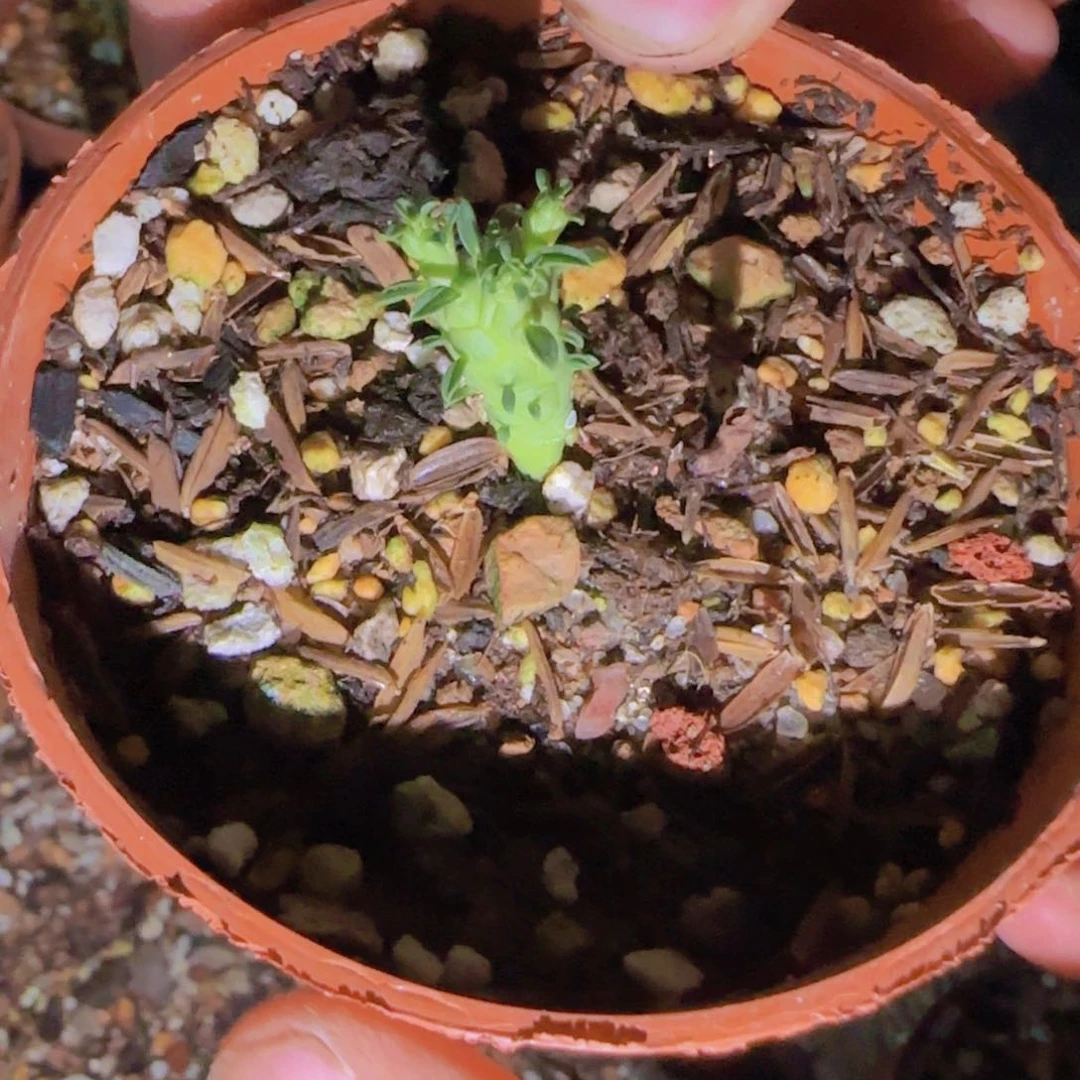 块根植物块根植物
