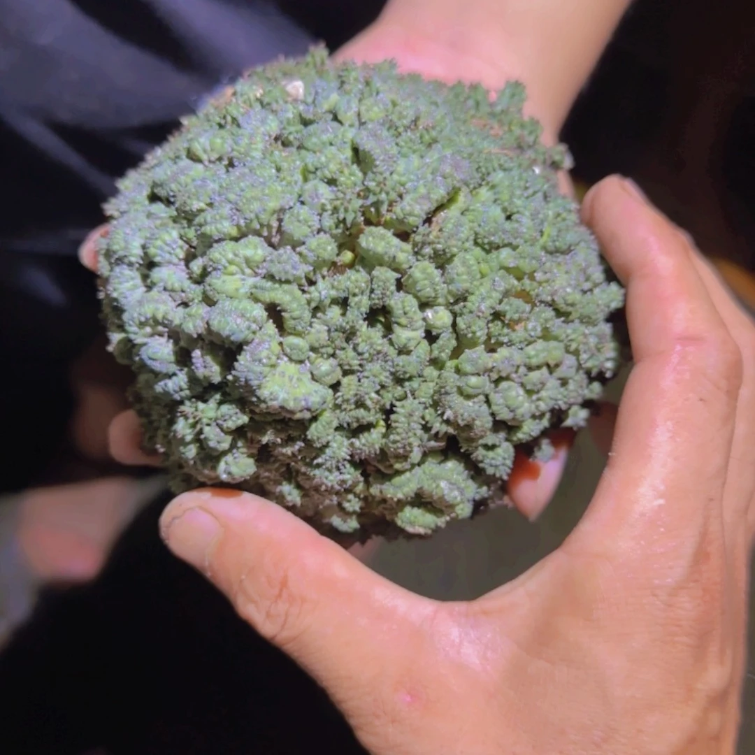 小***若块根植物块根植物