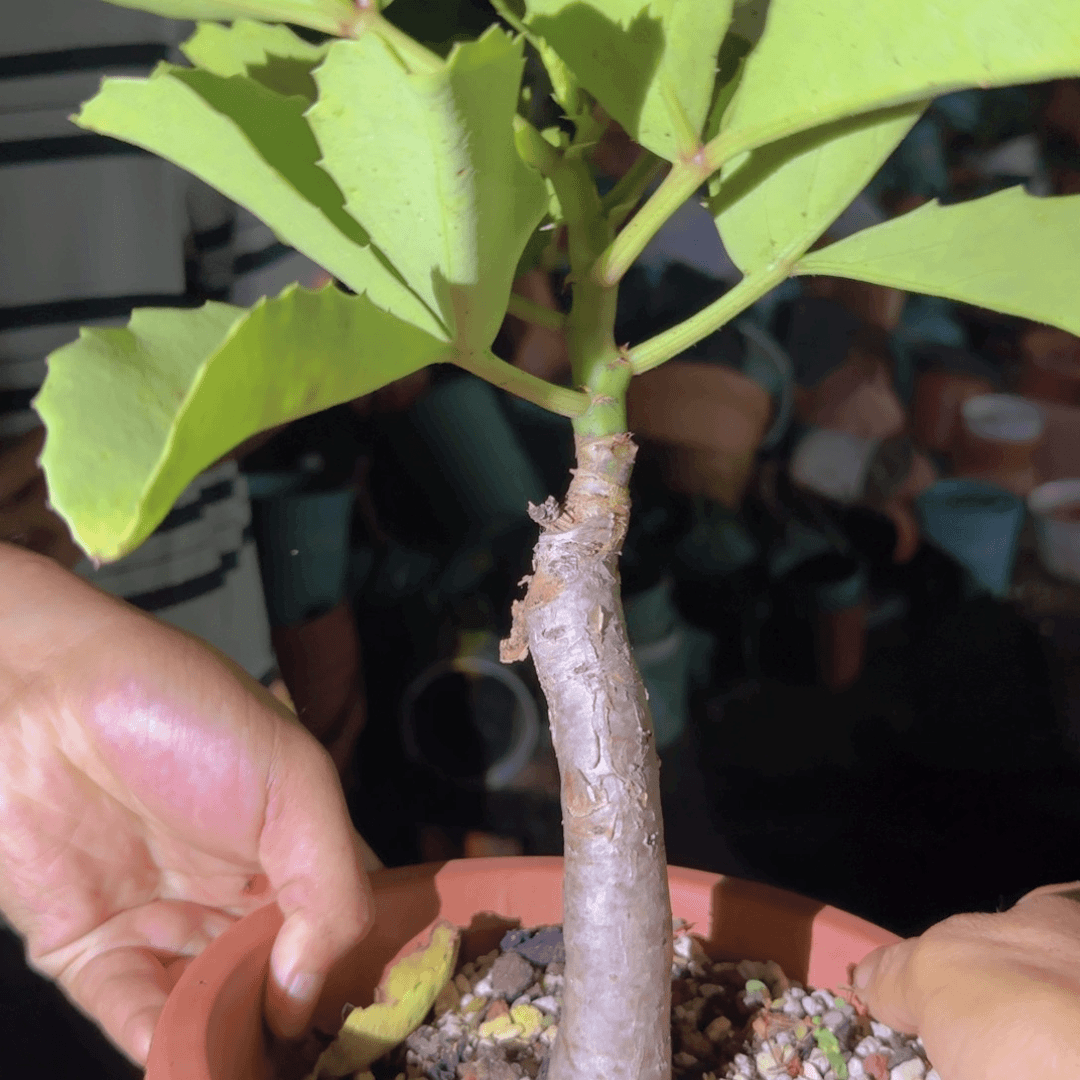 块根植物块根植物