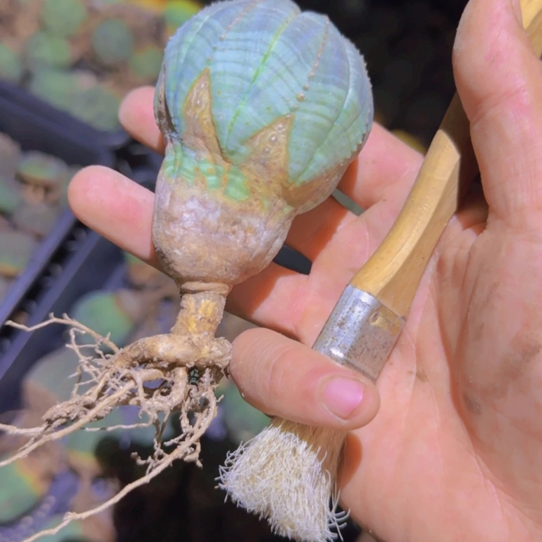_*林块根植物块根植物