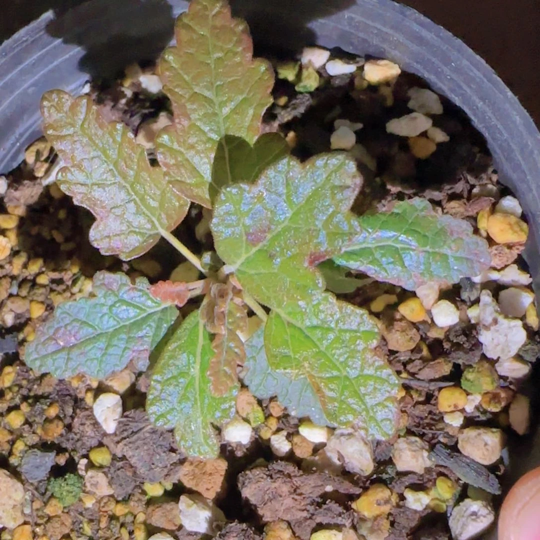 块根植物块根植物